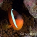 anemonefish_fiji_et_beqa_h_0020_fij0353.jpg